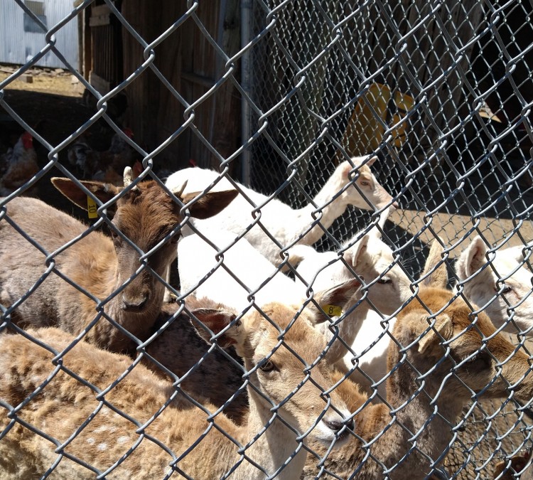Rainbow Ranch Petting Zoo (Nashville,&nbspIL)